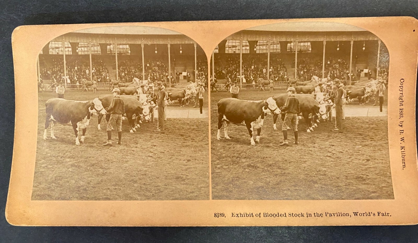 Real Photo Stereoview Exhibit of Blooded Stock in the Pavilion World Fair 1893