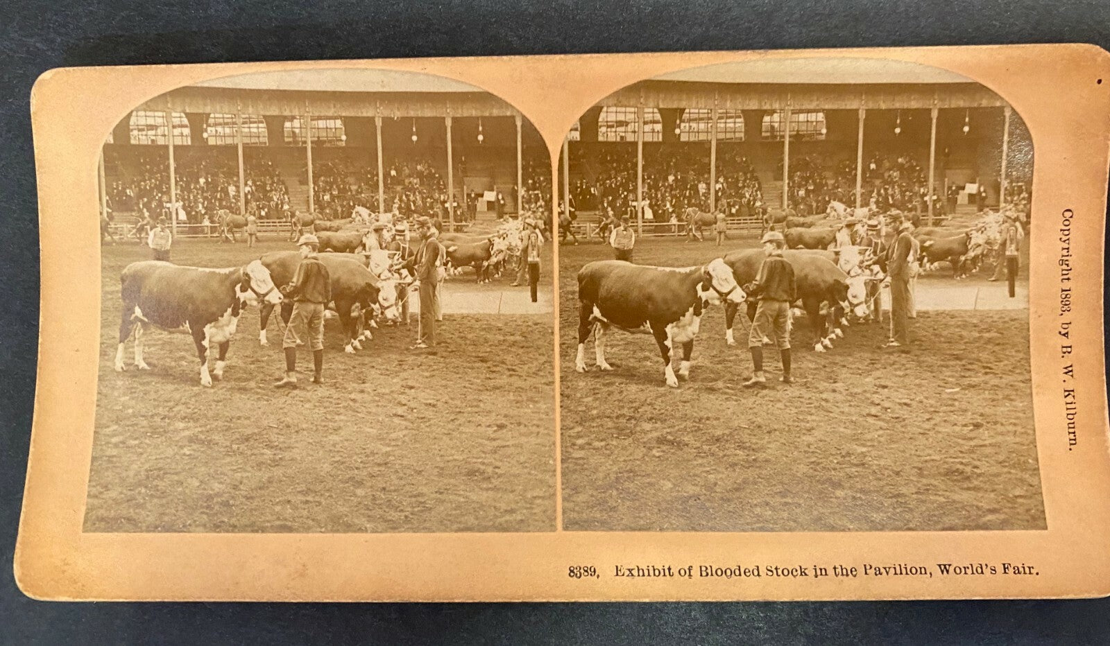 Real Photo Stereoview Exhibit of Blooded Stock in the Pavilion World Fair 1893