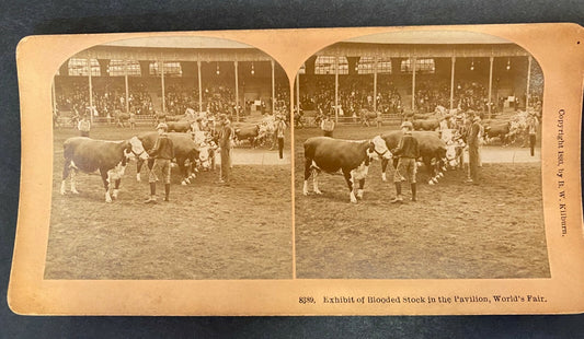 Real Photo Stereoview Exhibit of Blooded Stock in the Pavilion World Fair 1893