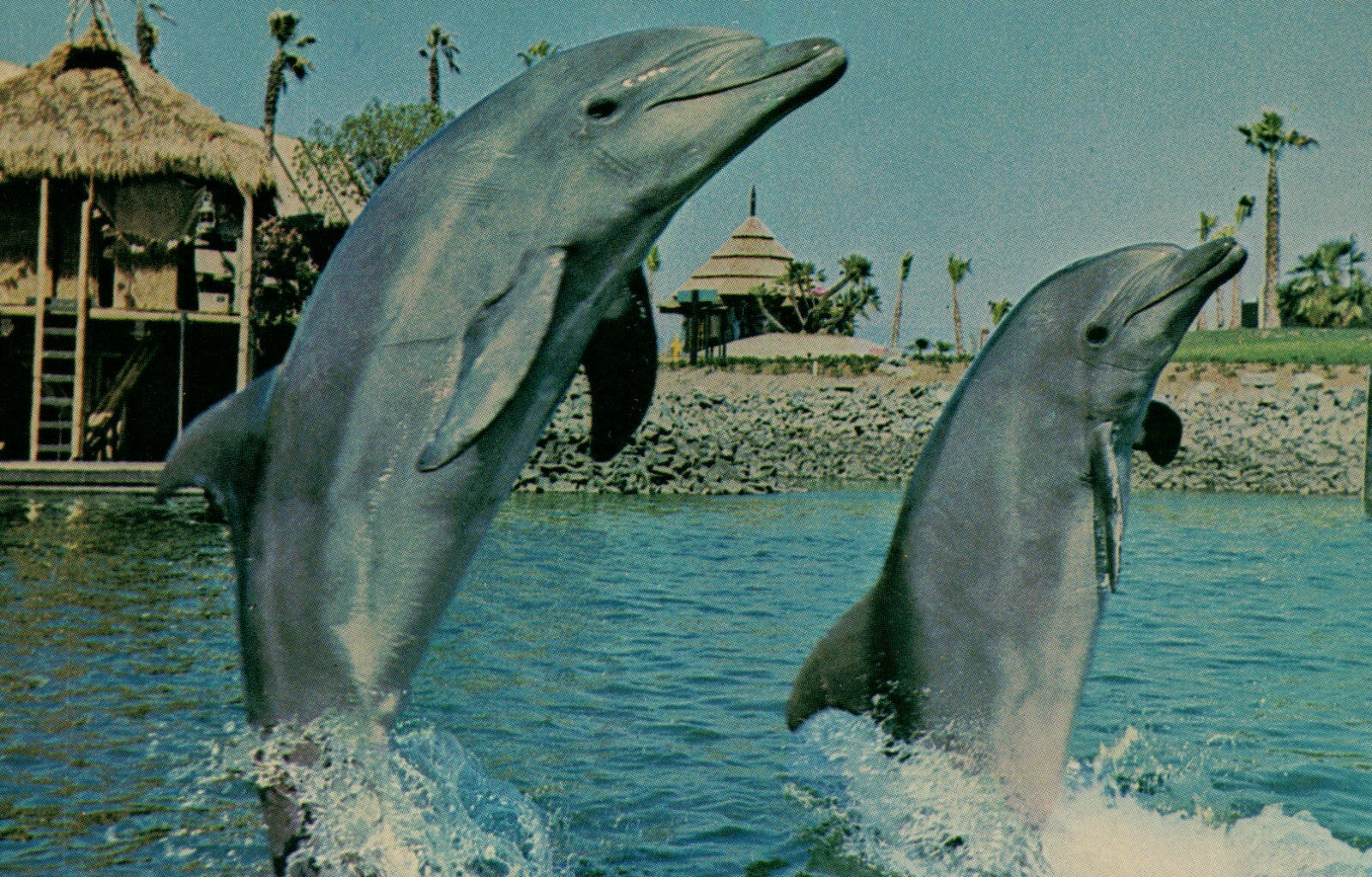 Brisk Walk tail walking Bottlenose Dolphin  Sea World Amusement Park  Postcard