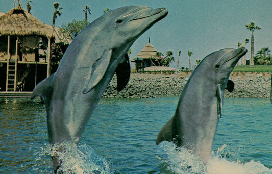 Brisk Walk tail walking Bottlenose Dolphin  Sea World Amusement Park  Postcard