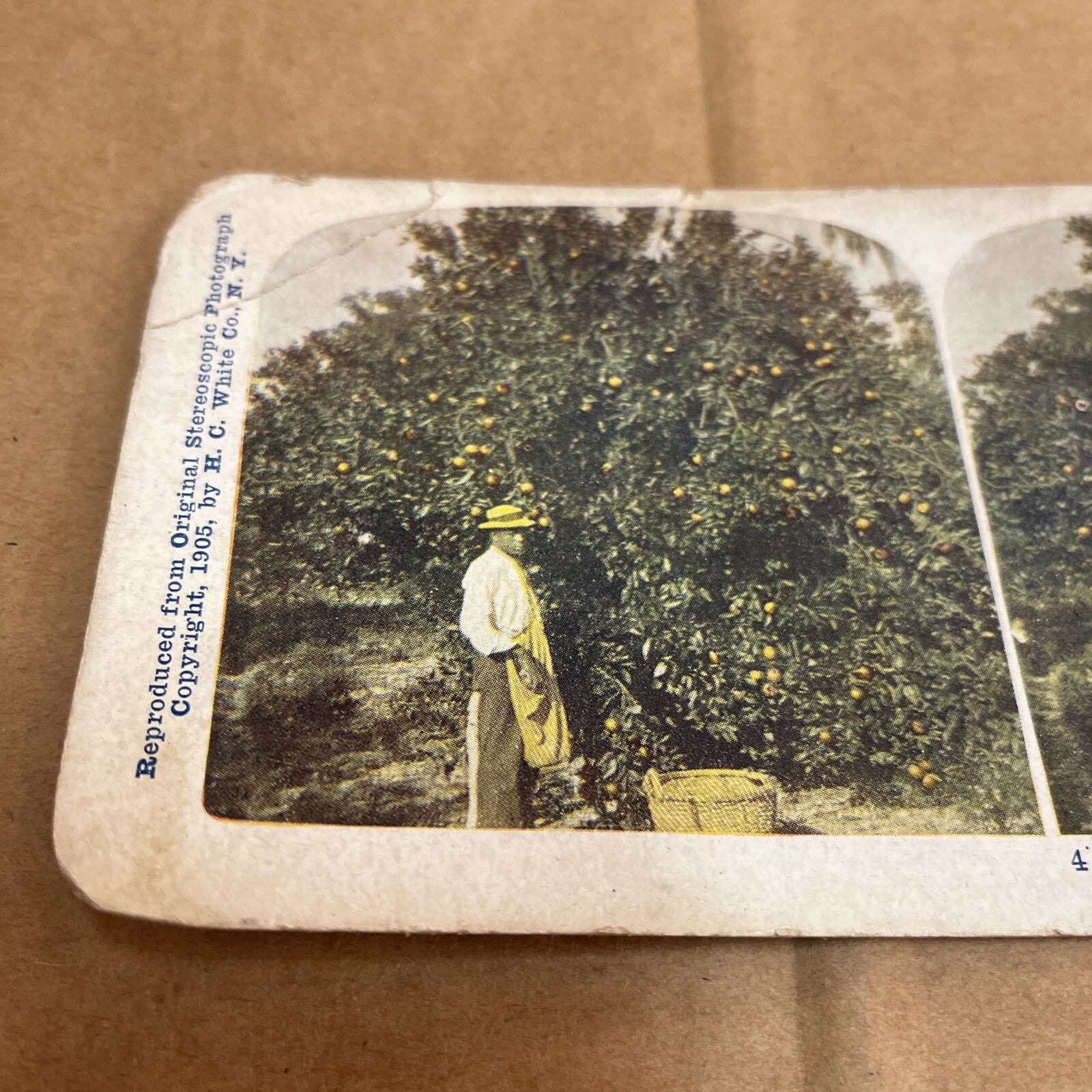 Heart Of Orange Grove, FL WORKER PICKING. POLYCHROME STEREOVIEW Color Card