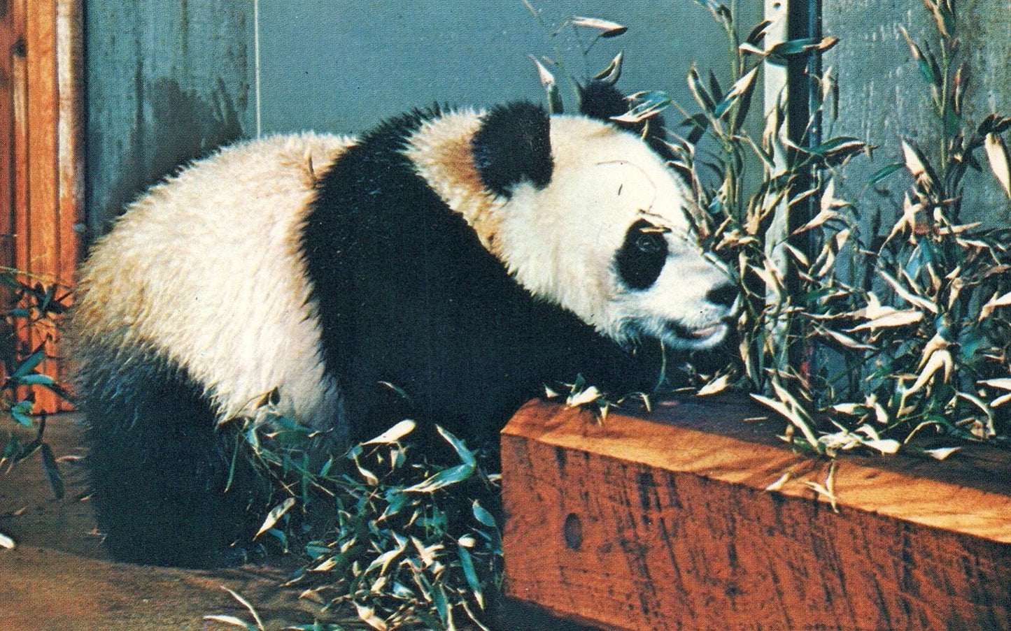 Hsing Hsing Giant Panda National Zoological Park D.C. Panda Bear Animal Postcard