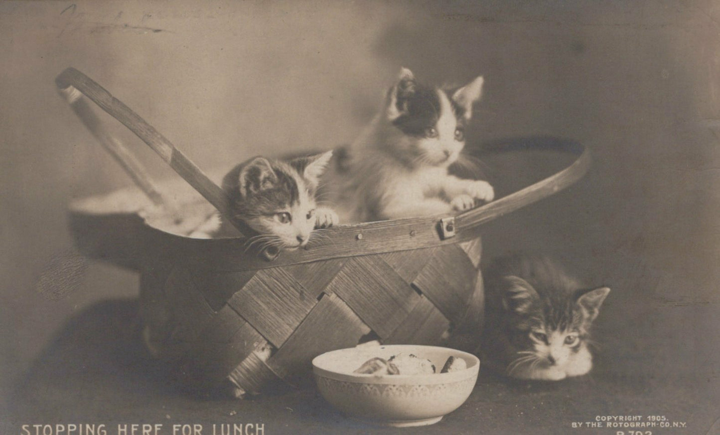 Three Kittens Basket Bowl "Stopping Here for Lunch" Rotograph Co Cat Animal B792