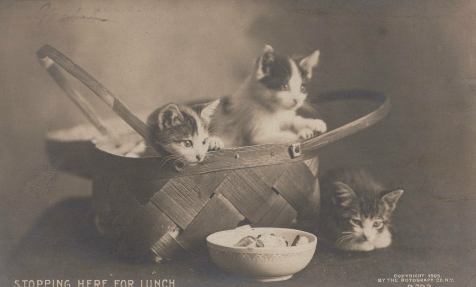 Three Kittens Basket Bowl "Stopping Here for Lunch" Rotograph Co Cat Animal B792