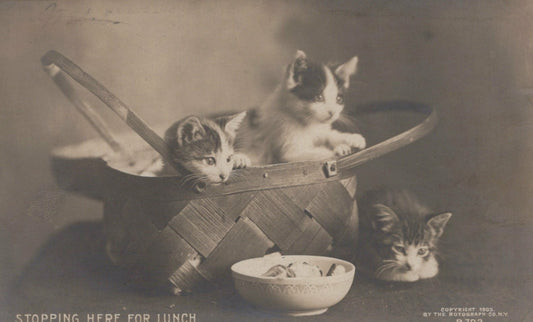 Three Kittens Basket Bowl "Stopping Here for Lunch" Rotograph Co Cat Animal B792
