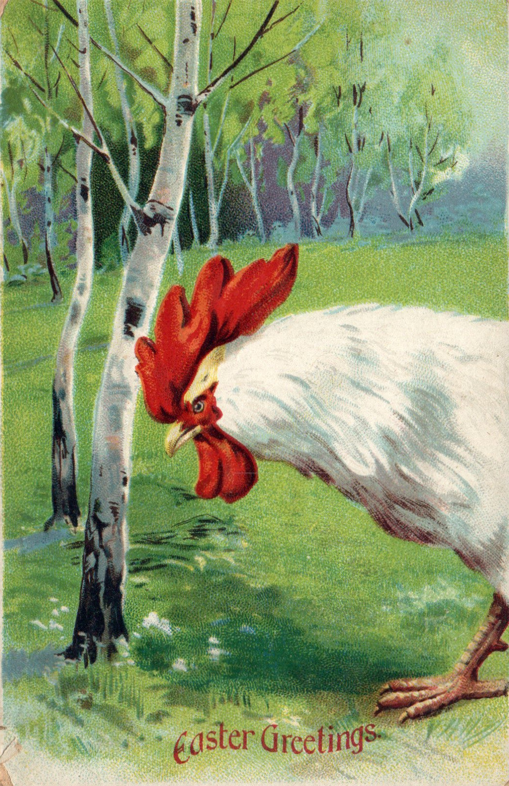 Fabulous large head Easter Rooster Birch Trees vintage Postcard
