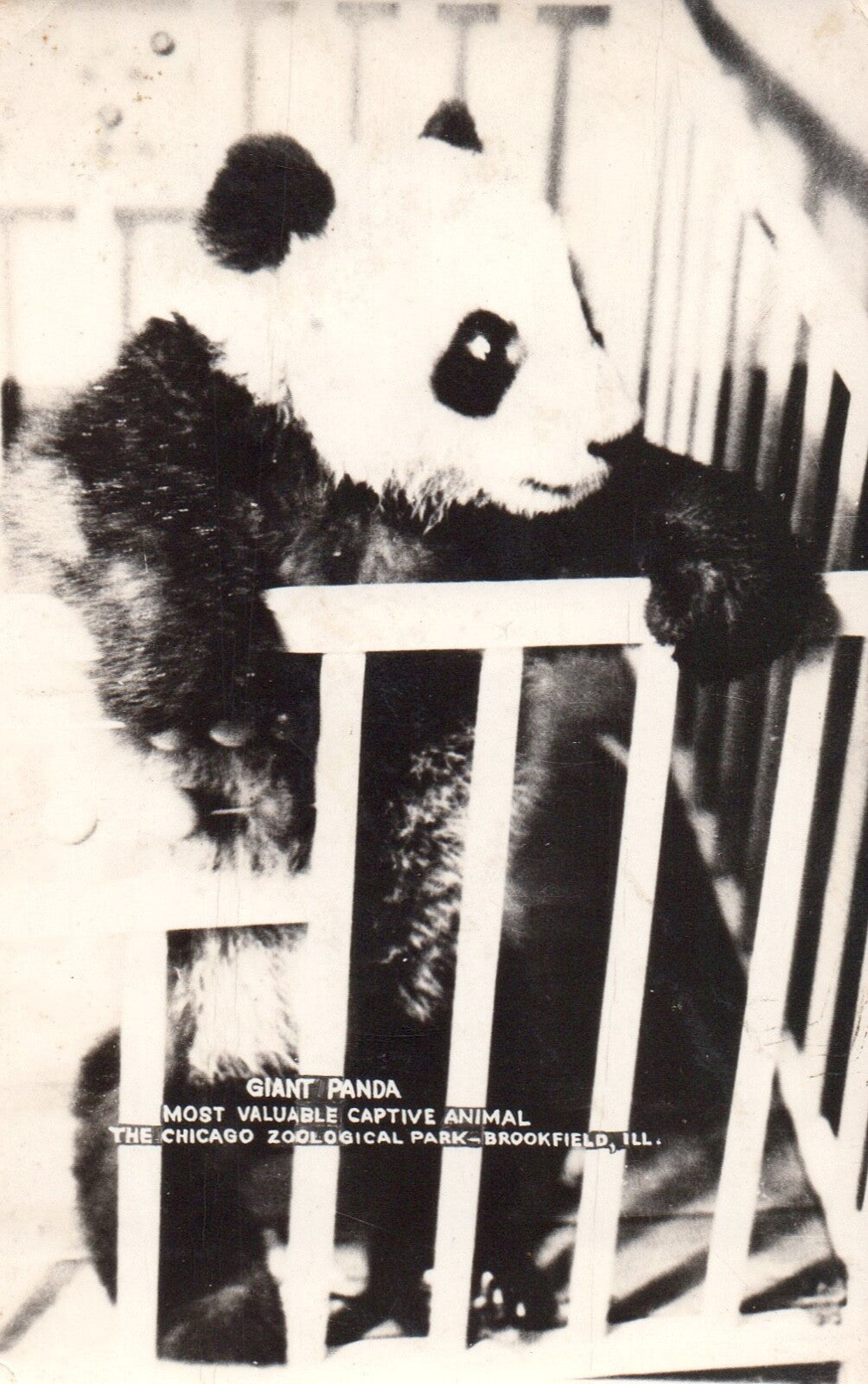 Giant Panda Most Valuable Captive Animal Chicago Zoo Panda Bear Animal Postcard