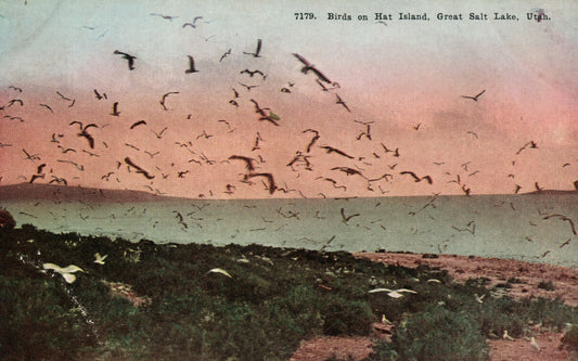 7179 Birds On Hat Island Great Salt Lake Sunset UT Utah Postcard