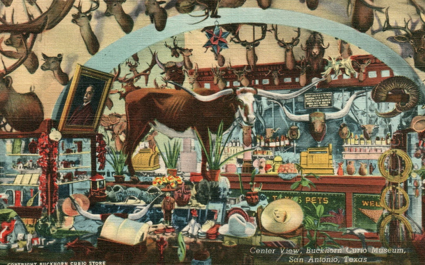 Buckhorn Curio Store Saloon Museum San Antonio  Tex Texas TX Postcard  
