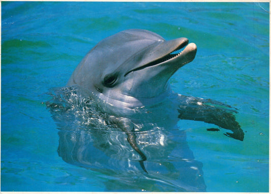 1980 5 x 7 Smiling Bottlenose Dolphin  Sea World Amusement Park  Postcard