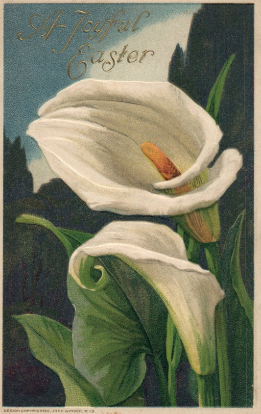 1913 John Winsch Calla Lilly Lily Flowers Easter vintage postcard 