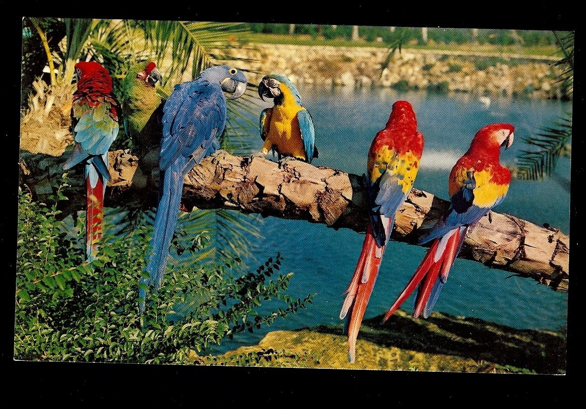 Bright Parrots at Busch Garden Tampa Florida Amusement Park Postcard