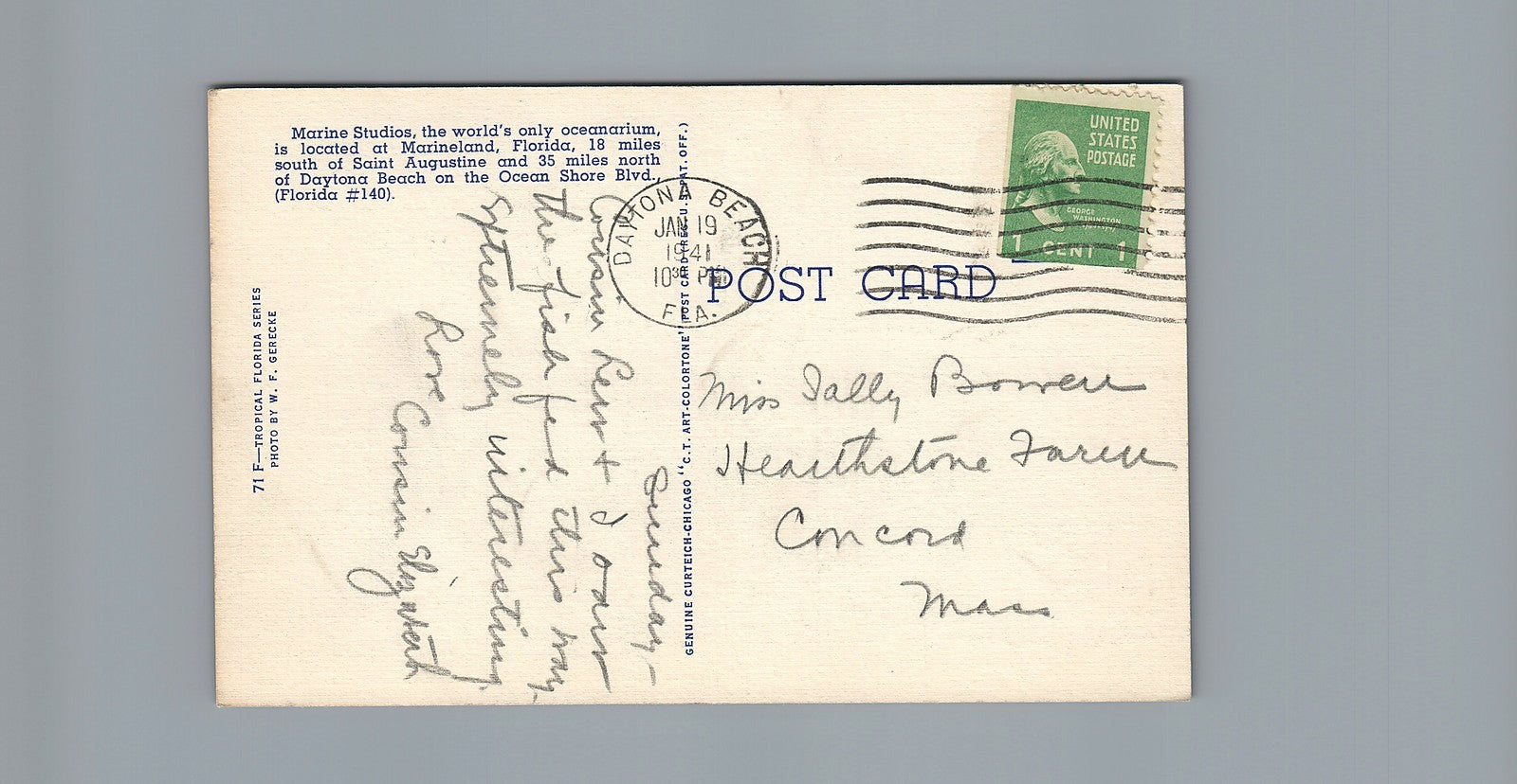 Feeding 600 Pound Porpoise Marine Studios Marineland Florida Postcard Amusement