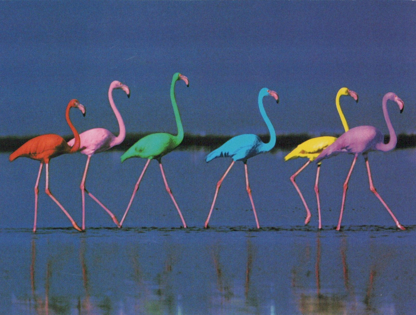 Beautiful Rainbow Flamingos Birds Animals Art Postcard