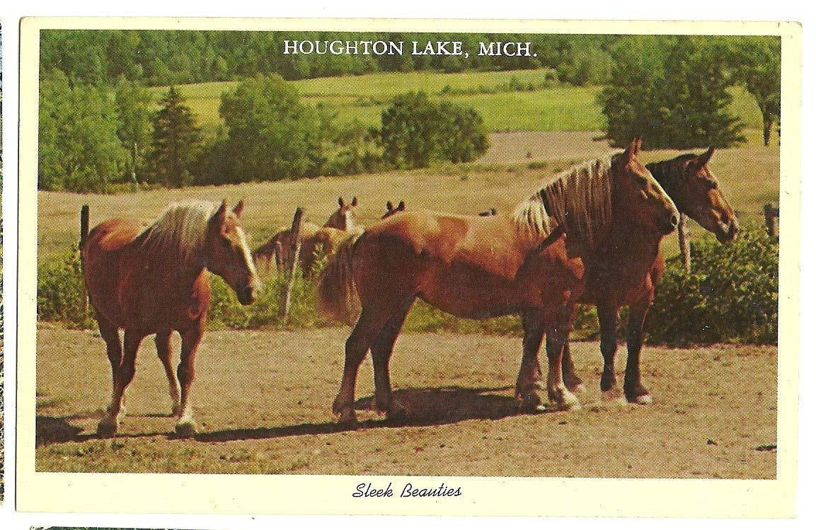 Houghton Lake MI Michigan  Sleek Beauties Brown Horses Postcard