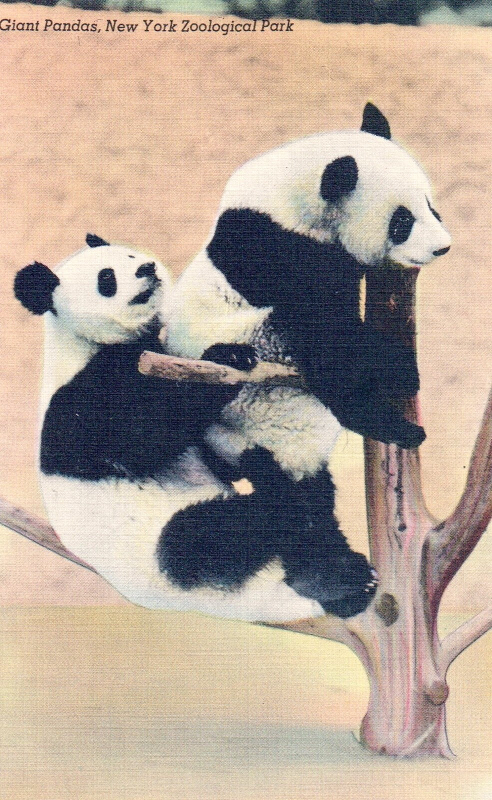Giant Pandas New Your Zoological Park Panda Bear Animal Postcard
