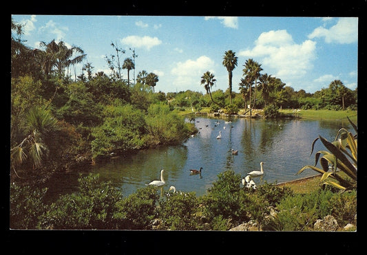 Lagoon at Busch Gardens Amusement Park Postcard Tampa Florida FL