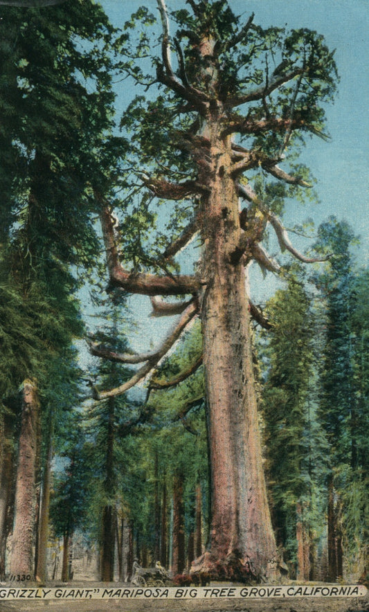 Grizzly Giant Mariposa Big Tree Sequoia Grove Ca California Vintage Postcard