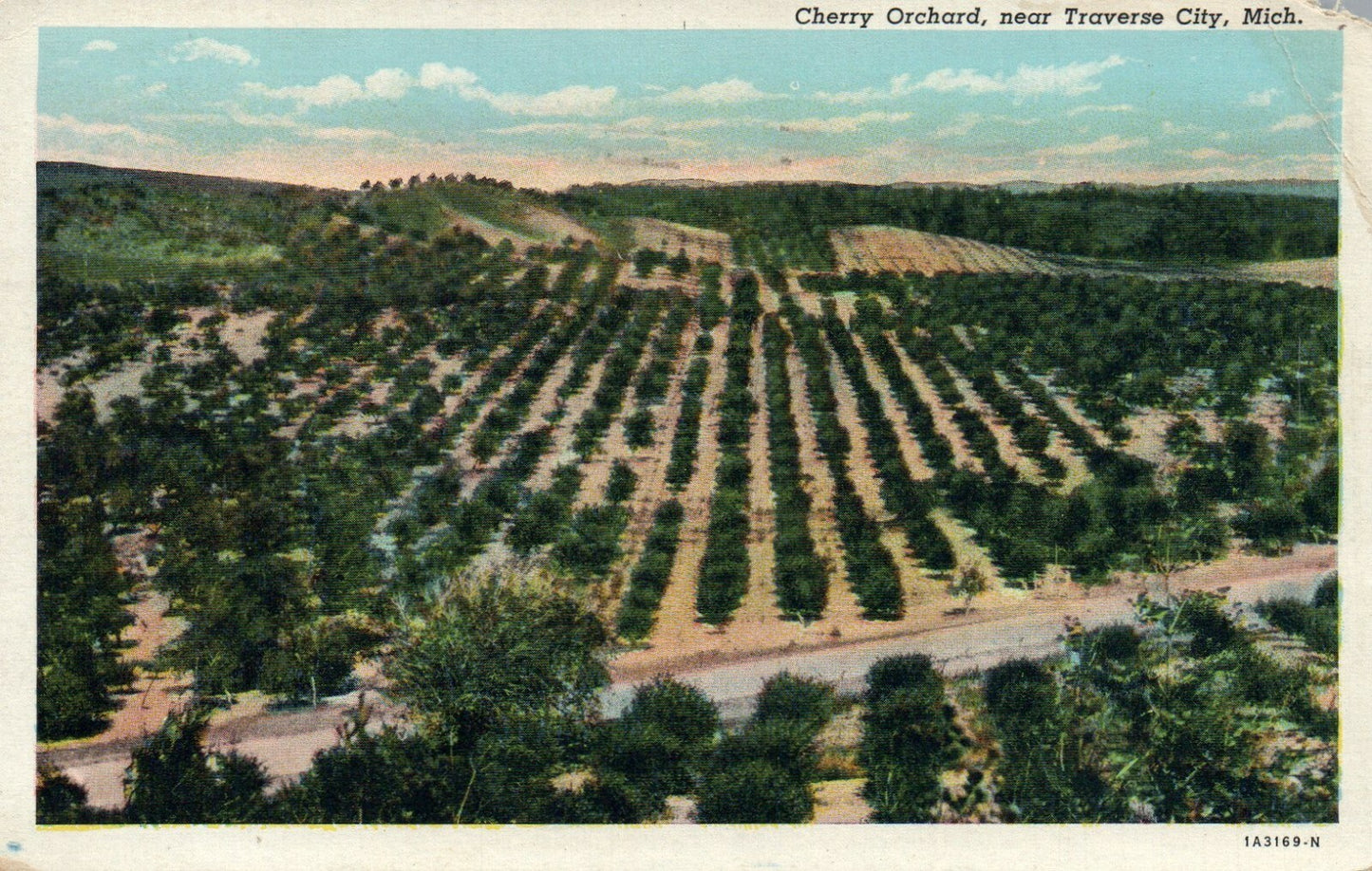 Cherry Orchard Near Traverse City Michigan MI Postcard