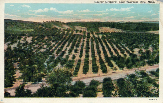 Cherry Orchard Near Traverse City Michigan MI Postcard