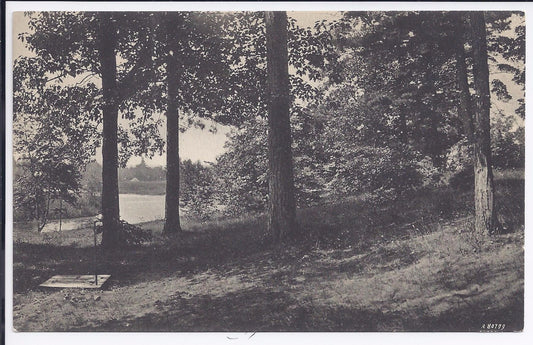 Greetings  trees Park & water  View Indian River Mi Michigan Postcard