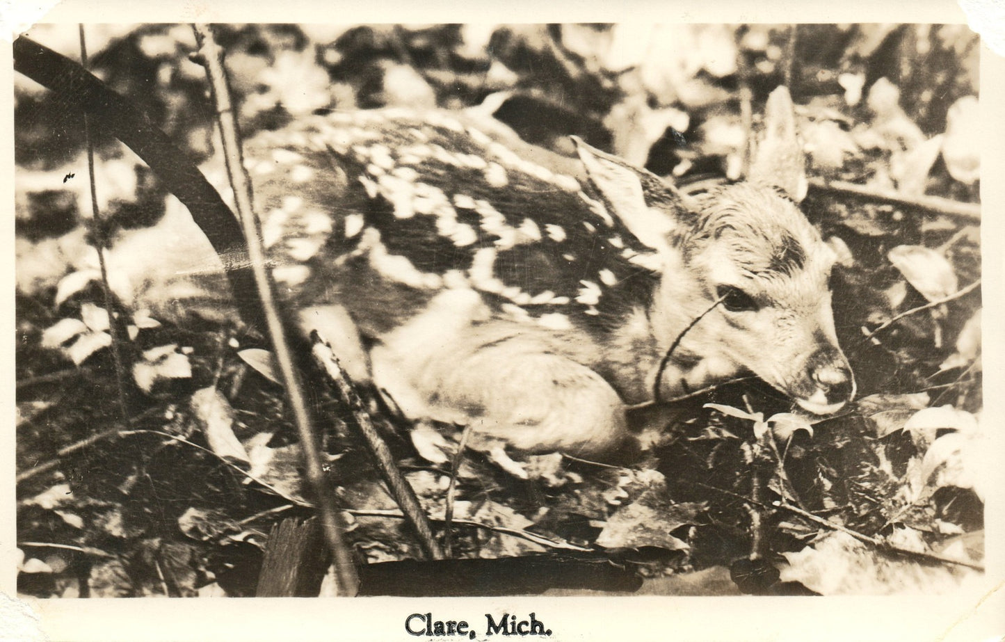 RPPC Real Photo Baby Fawn Deer Clare MI Mich Michigan Postcard
