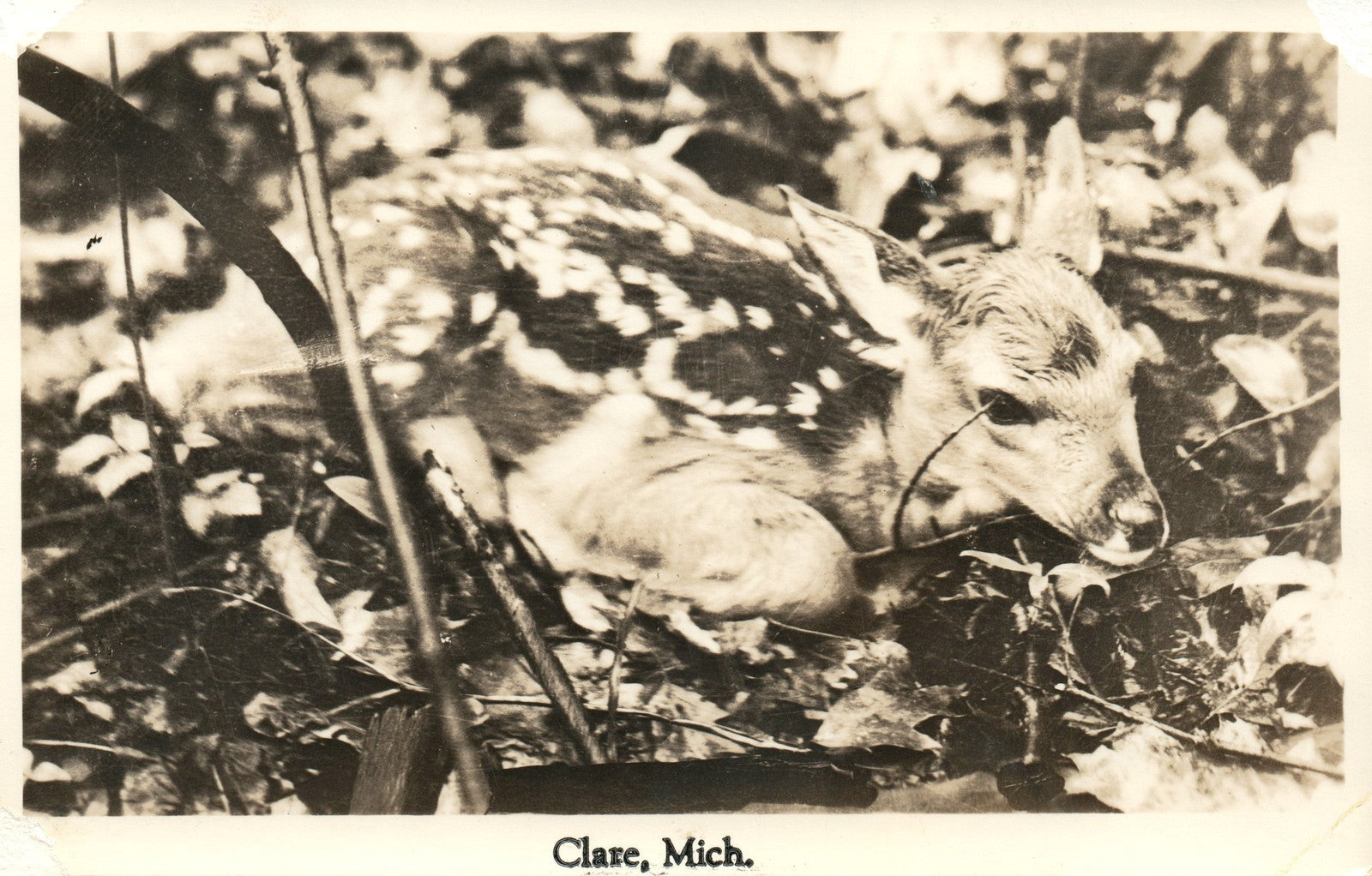 RPPC Real Photo Baby Fawn Deer Clare MI Mich Michigan Postcard
