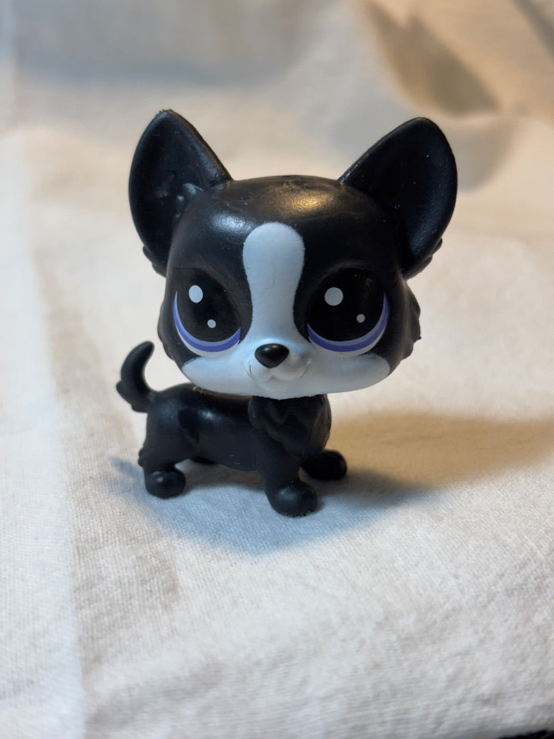 LPS BOSTON TERRIER