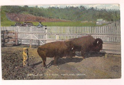 Buffalo in City Park Portland OR Oregon  Postcard